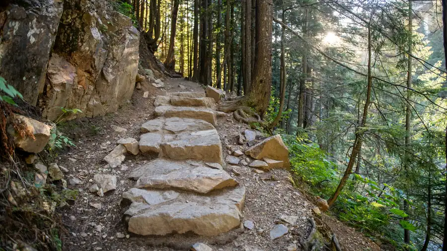 Stone steps climbing a forest path between evergreen trunks